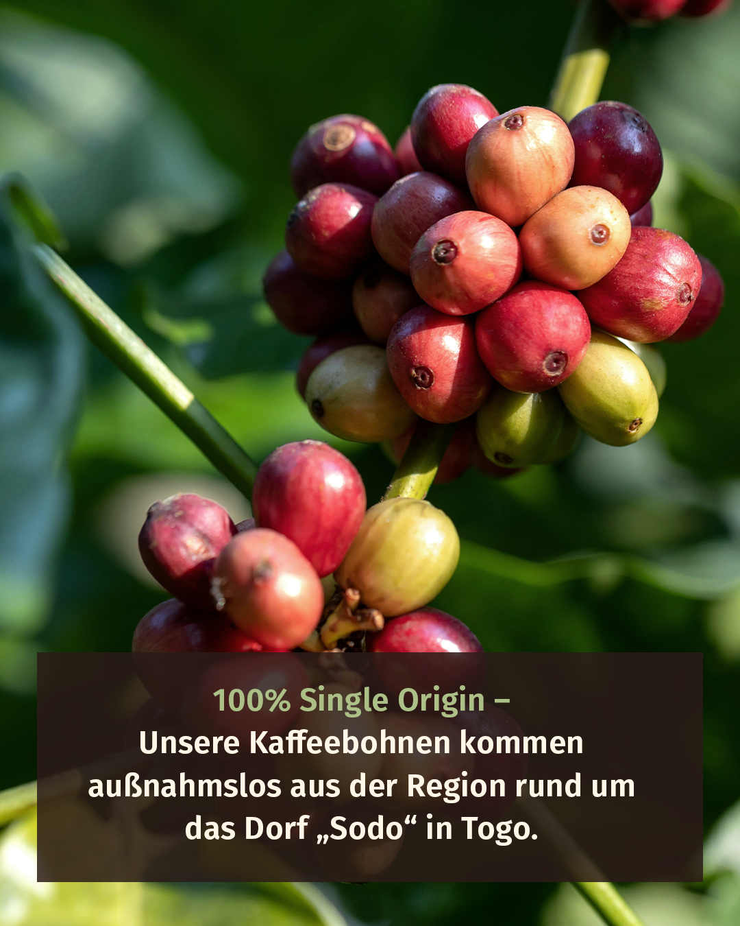 ESPRESSO - AMA